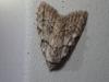 Nola confusalis